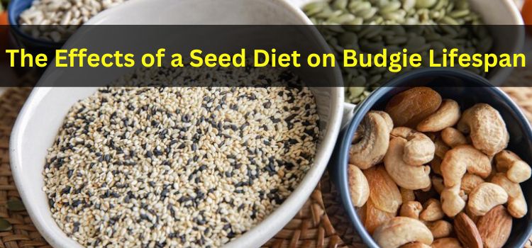 The Effects of a Seed Diet on Budgie Lifespan: A Comprehensive Guide