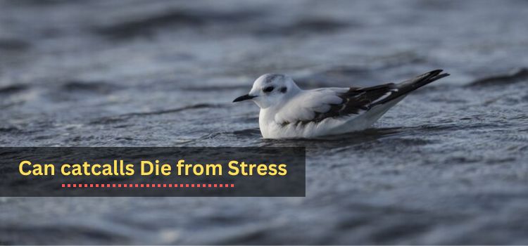 Can catcalls Die from Stress Understanding the Impact of Stress on Avian Health